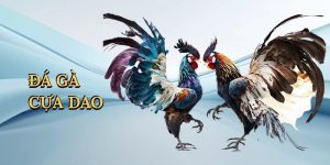 đá gà cựa dao