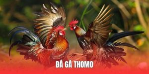 Đá Gà Thomo