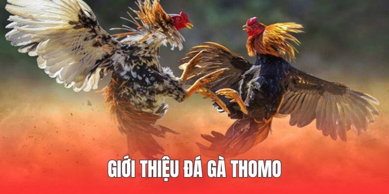 Sản phẩm mang đến những trận đấu chất lượng để chiêm ngưỡng