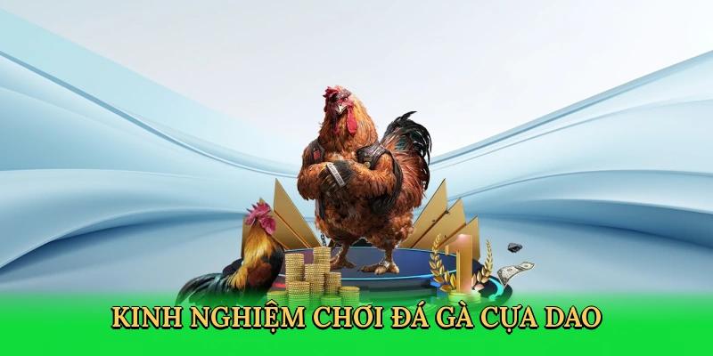 Kinh nghiệm cá cược gà chọi