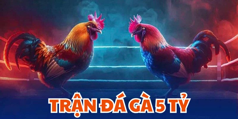 Sơ bộ về trận đá gà 5 tỷ